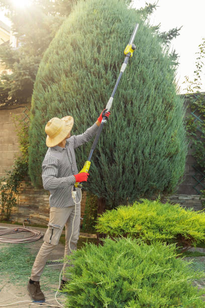 Best Tree Fertilization Services  in USA